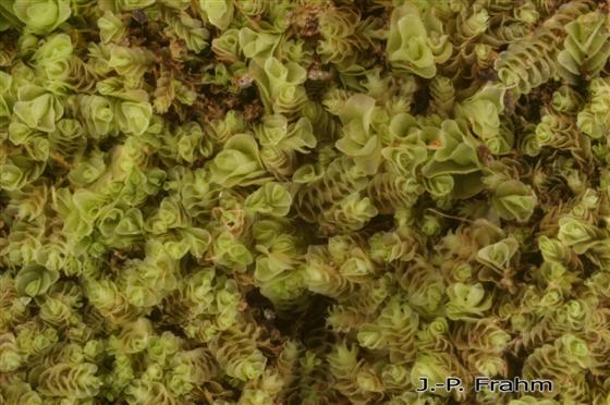Gongylanthus ericetorum (Raddi) Nees